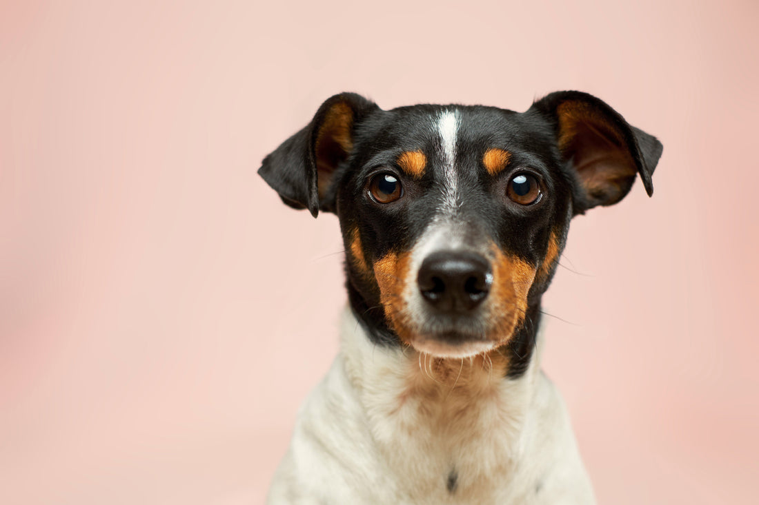 🐶 ¿Suplementos para perros: ¿Son realmente necesarios? Guía completa para elegir bien