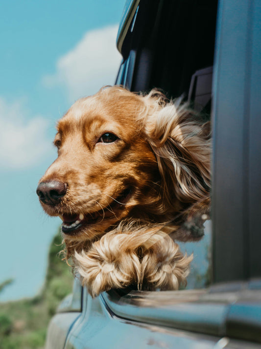 🐕‍🦺 Ansiedad en perros: causas, señales y cómo ayudarles con soluciones naturales