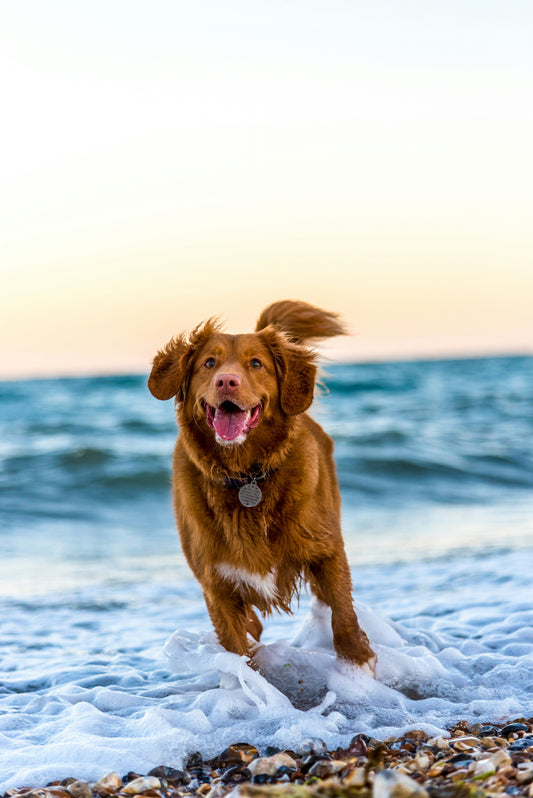 🐾 ¿Tu perro tiene problemas digestivos? Aprende cómo ayudarle